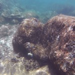 Snorkeling à Pigeon Island, Uppuveli, Sri Lanka