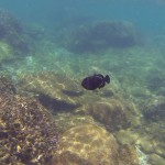 Snorkeling à Pigeon Island, Uppuveli, Sri Lanka