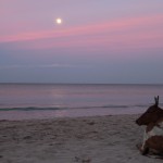 Les vaches sont sacrées, même sur la plage