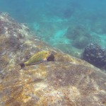 Snorkeling à Pigeon Island, Uppuveli, Sri Lanka