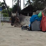 Les vaches sont sacrées, même sur la plage