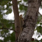 Iguane