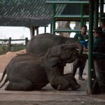 Un orphelinat pour éléphants