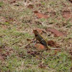 iguane