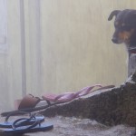 Au sommet d'Adam's peak  : a wild dog looking after pilgrims' slippers...