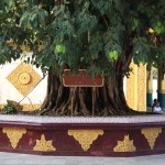 Le Bodhi Tree, l'arbre sacré du bouddhisme