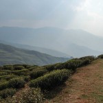 Les montagnes sont couvertes de plantations de thé