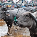 Tous les 6 jours se tient le marché aux buffles (et aux cochons).