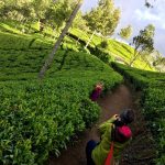 Et puis une balade dans les plantations de thé