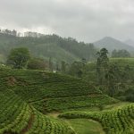 Le paysage des montagnes, recouvertes de plantations de thé