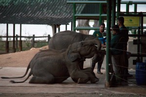 Un orphelinat pour éléphants