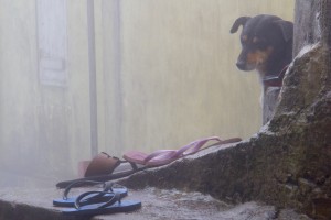 Au sommet d'Adam's peak  : a wild dog looking after pilgrims' slippers...