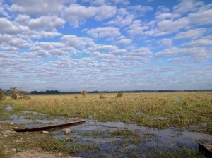 Le "bateau" qui nous emmène au coeur des wetlands