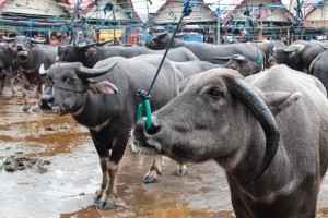 Tous les 6 jours se tient le marché aux buffles (et aux cochons).