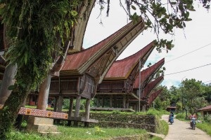 Les maisons traditionnelles torajas, appelées Tongkonan